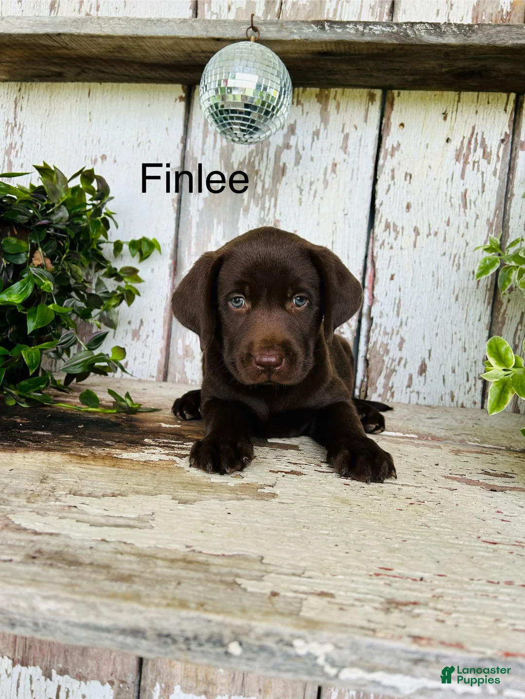 Labrador Retriever dogs for sale: Finlee  - Ad 2