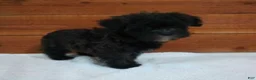 Morkie dogs for sale: Benji - Ad 3