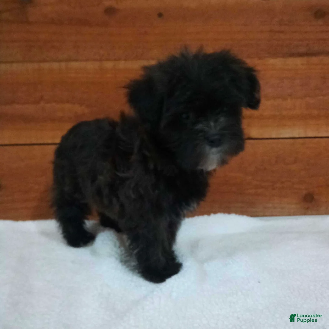Morkie dogs for sale: Benji - Ad 3