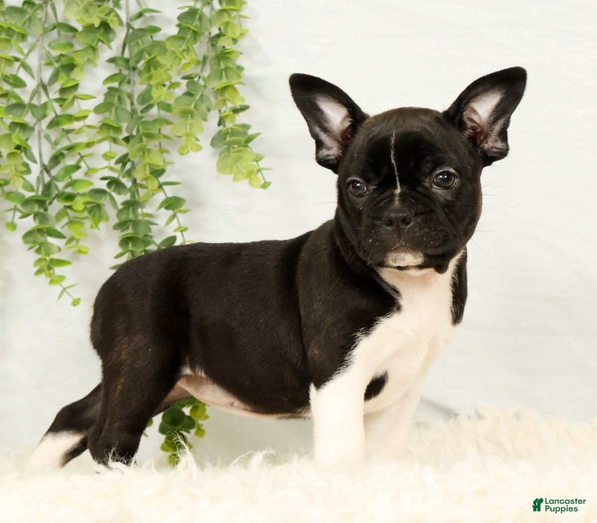 Frenchton dogs Maggie - Ad 2