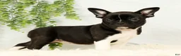 Frenchton dogs for sale: Maggie - Ad 2