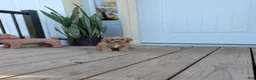 Cavapoo dogs for sale: Prince - Ad 7