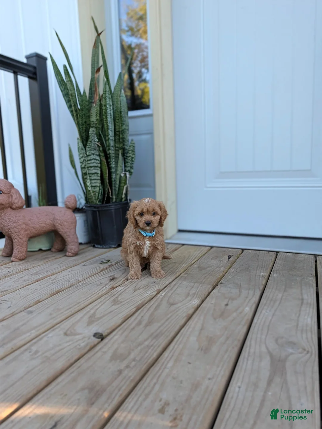 Cavapoo dogs for sale: Prince - Ad 7