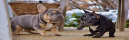 French Bulldog dogs for sale:  Puppy 3 - Ad 9