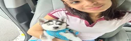 Siberian Husky dogs for sale: Siberian Husky 1 - Ad 6