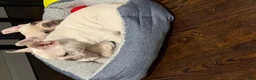 French Bulldog dogs for sale: French Bulldog 1 - Ad 4