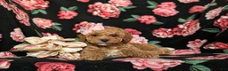 Toy Poodle dogs for sale: Peaches 9 lbs Full Grown - Ad 5