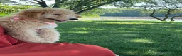 Mini Goldendoodle dogs for sale: Sadie - Ad 3