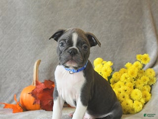 Boston Terrier dogs - Ad 36