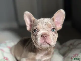 French Bulldog dogs Bentley - Ad 42