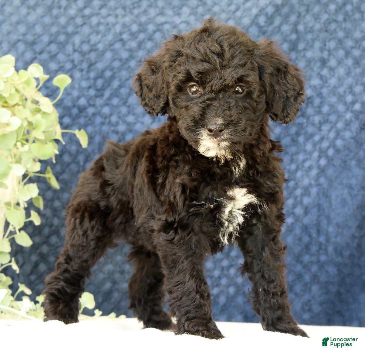 Mini Goldendoodle dogs Cola - Ad 1