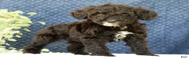 Cola