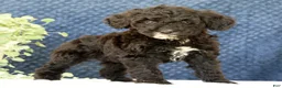 Mini Goldendoodle dogs for sale: Cola - Ad 1