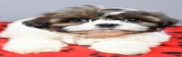 Shih Tzu dogs for sale: Kayla - Ad 5
