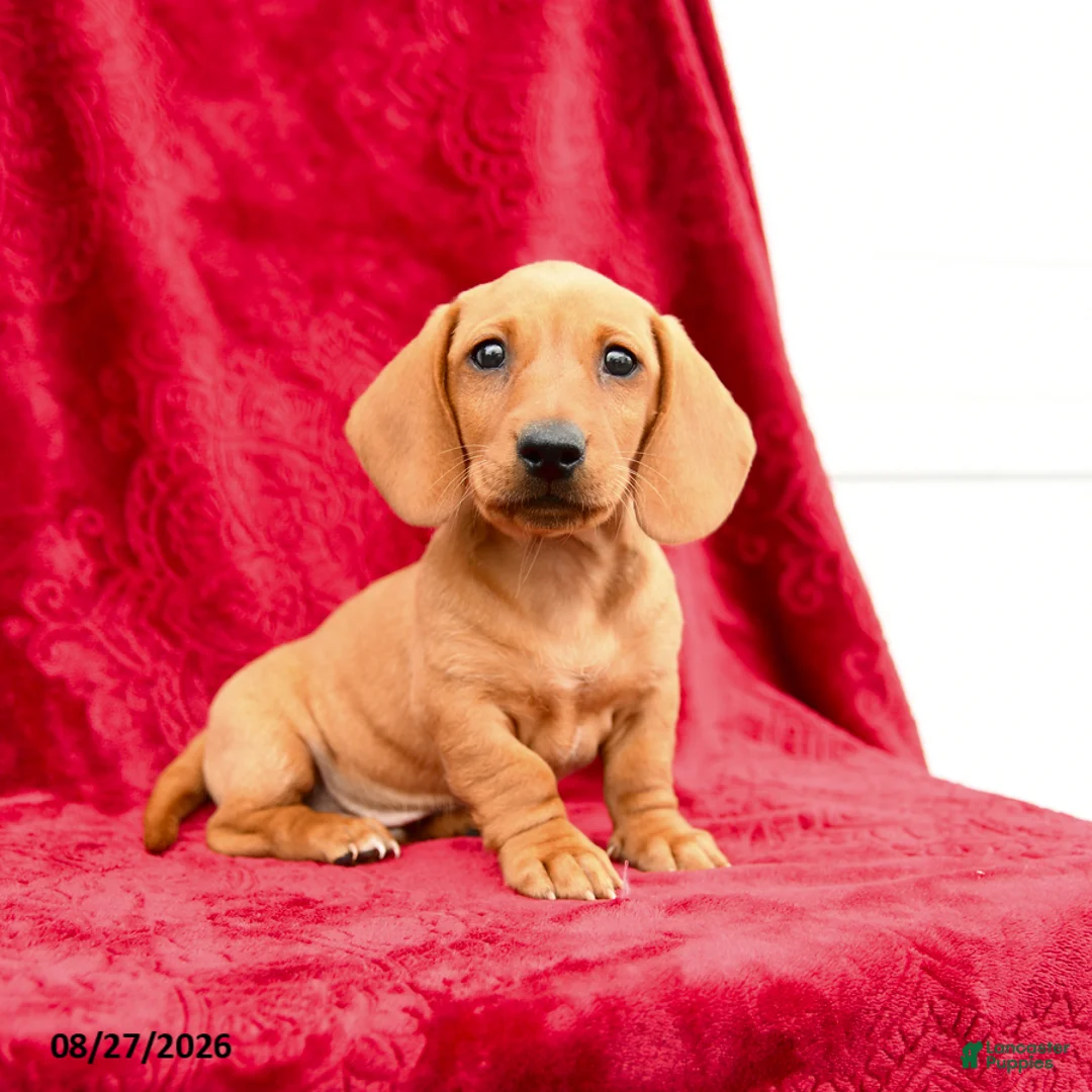 Miniature Dachshund dogs for sale: Sammi - Ad 1