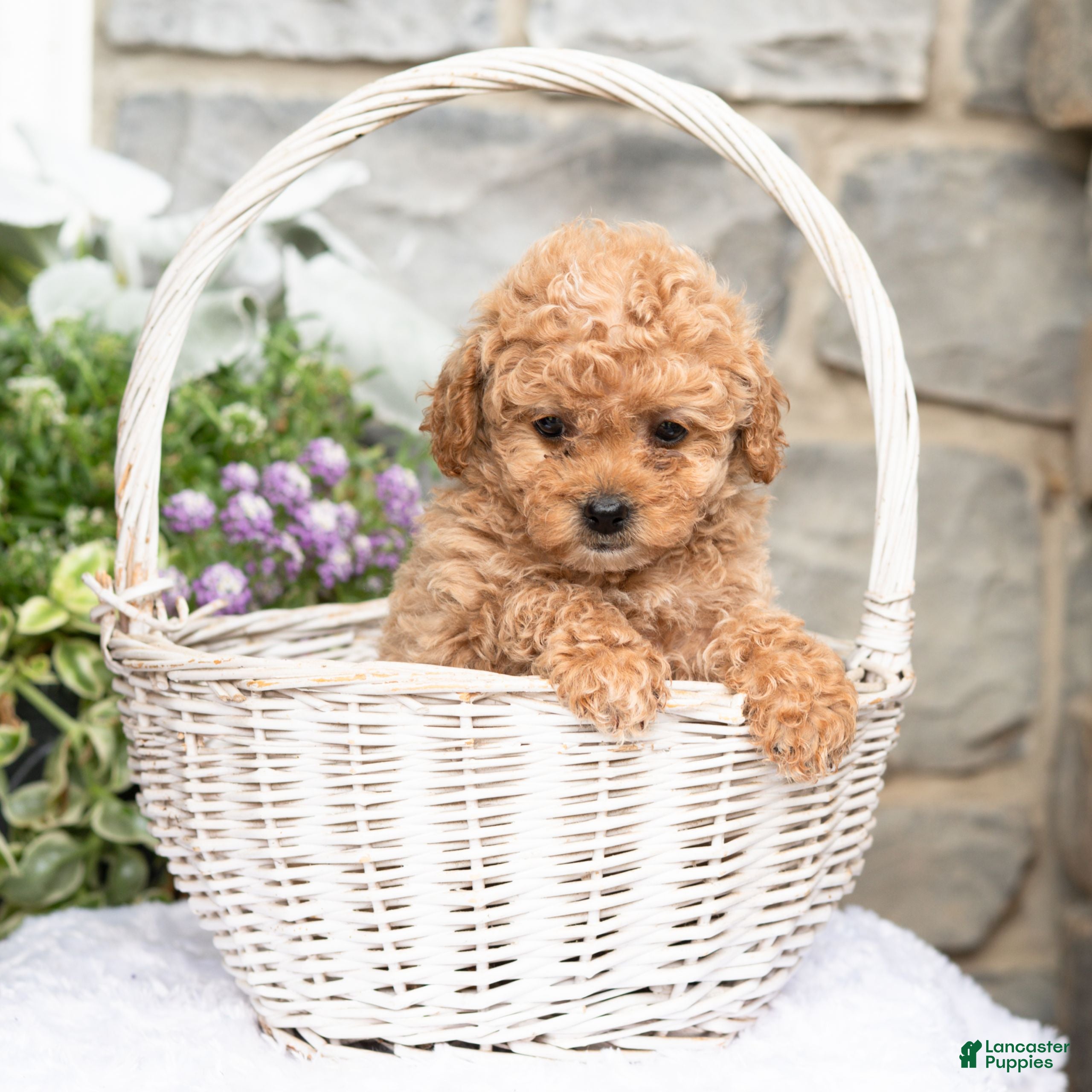 Havapoo dogs Anita  - Ad 2