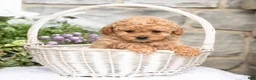 Havapoo dogs for sale: Anita  - Ad 2
