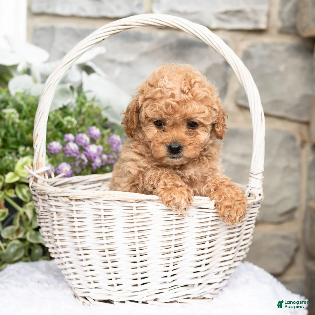 Havapoo dogs for sale: Anita  - Ad 2