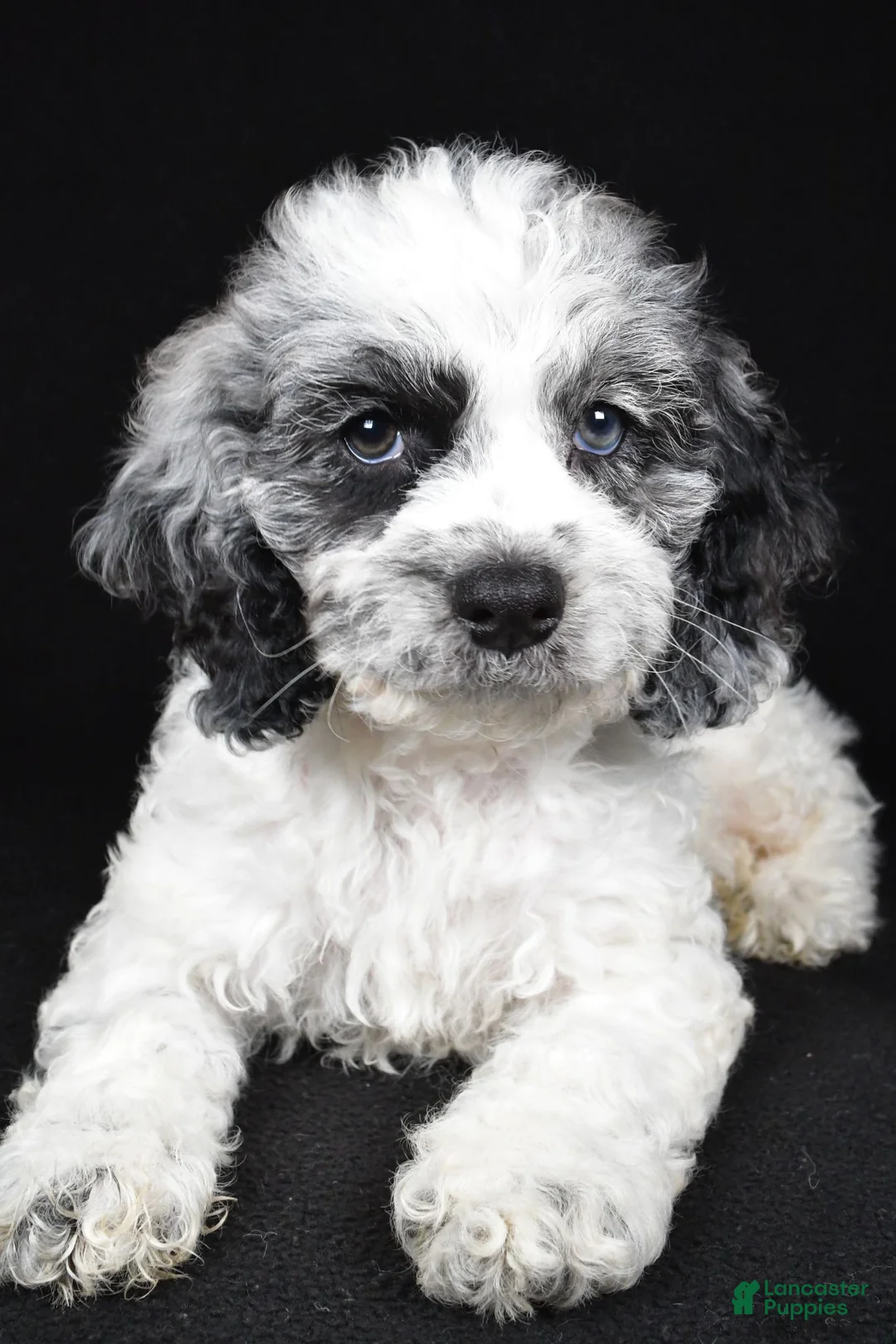 Cockapoo dogs for sale: Franklin - Ad 2