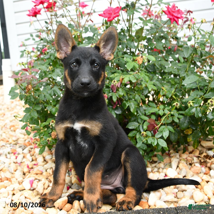 Mixed Breed dogs Zara - Ad 1