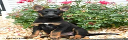 Mixed Breed dogs for sale: Zara - Ad 1