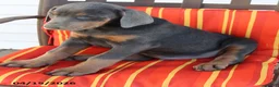 Doberman Pinscher dogs for sale: Rowdy - Ad 2
