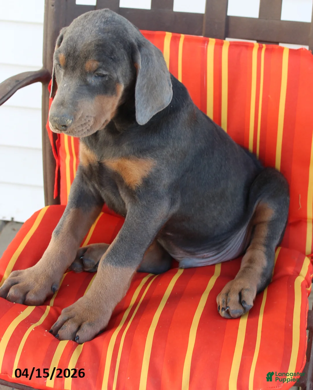 Doberman Pinscher dogs for sale: Rowdy - Ad 2