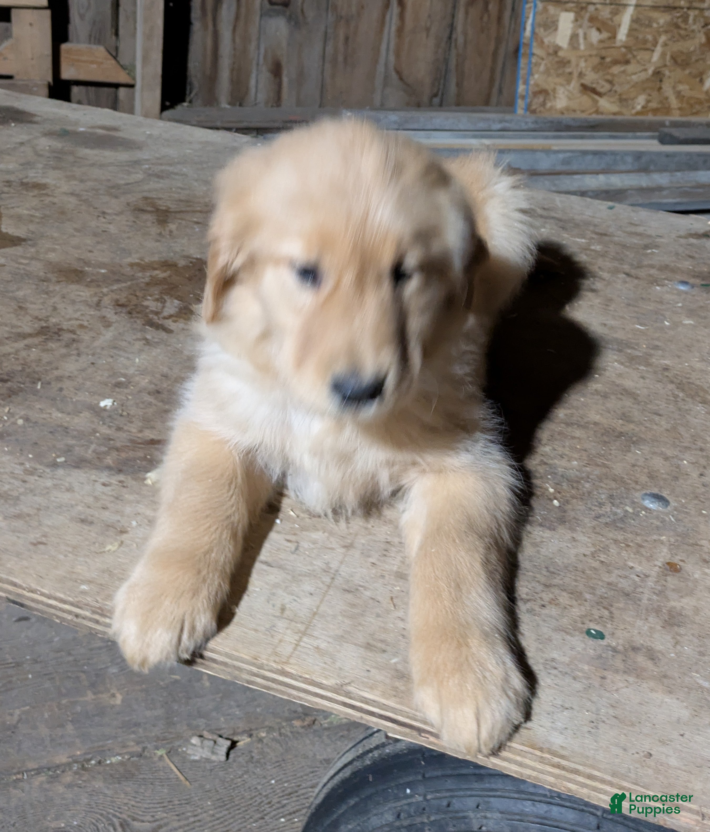 Golden Retriever dogs Rosie - Ad 3