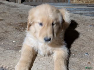 Golden Retriever dogs Rosie - Ad 19