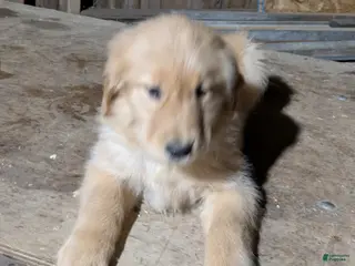 Golden Retriever dogs Rosie - Ad 36