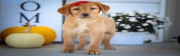 Labrador Retriever dogs for sale: NAOMI - Ad 7