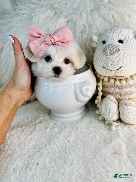 Maltese dogs Molly - Ad 16