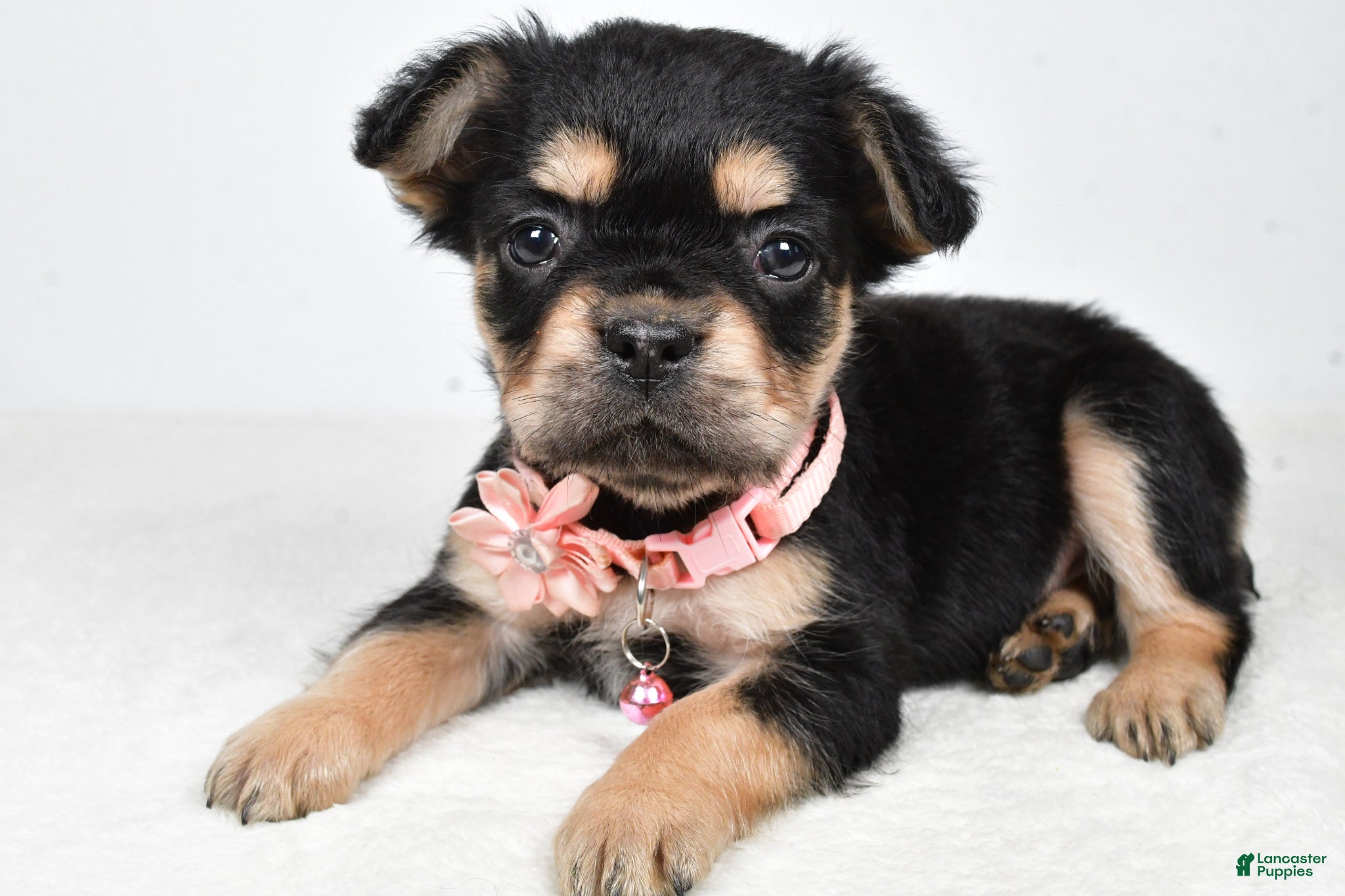 French Bulldog dogs Candy - Ad 2