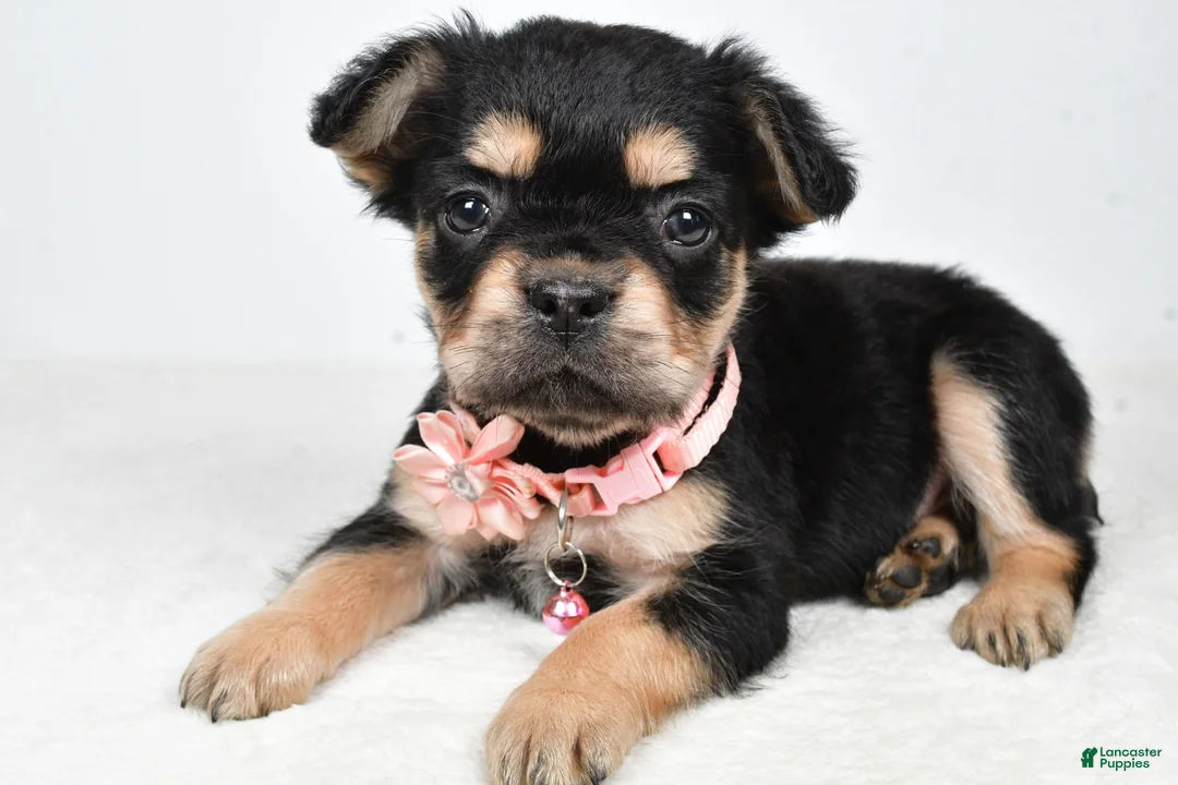 French Bulldog dogs for sale: Candy - Ad 2