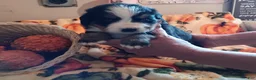 Bernese Mountain Dog dogs for sale: maggie - Ad 1