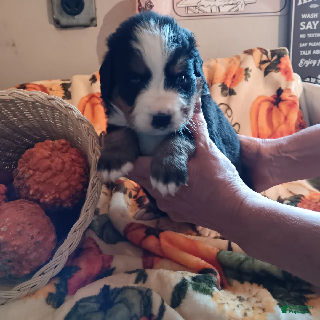 Bernese Mountain Dog dogs for sale: maggie - Ad 1