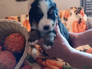 Bernese Mountain Dog dogs maggie - Ad 3