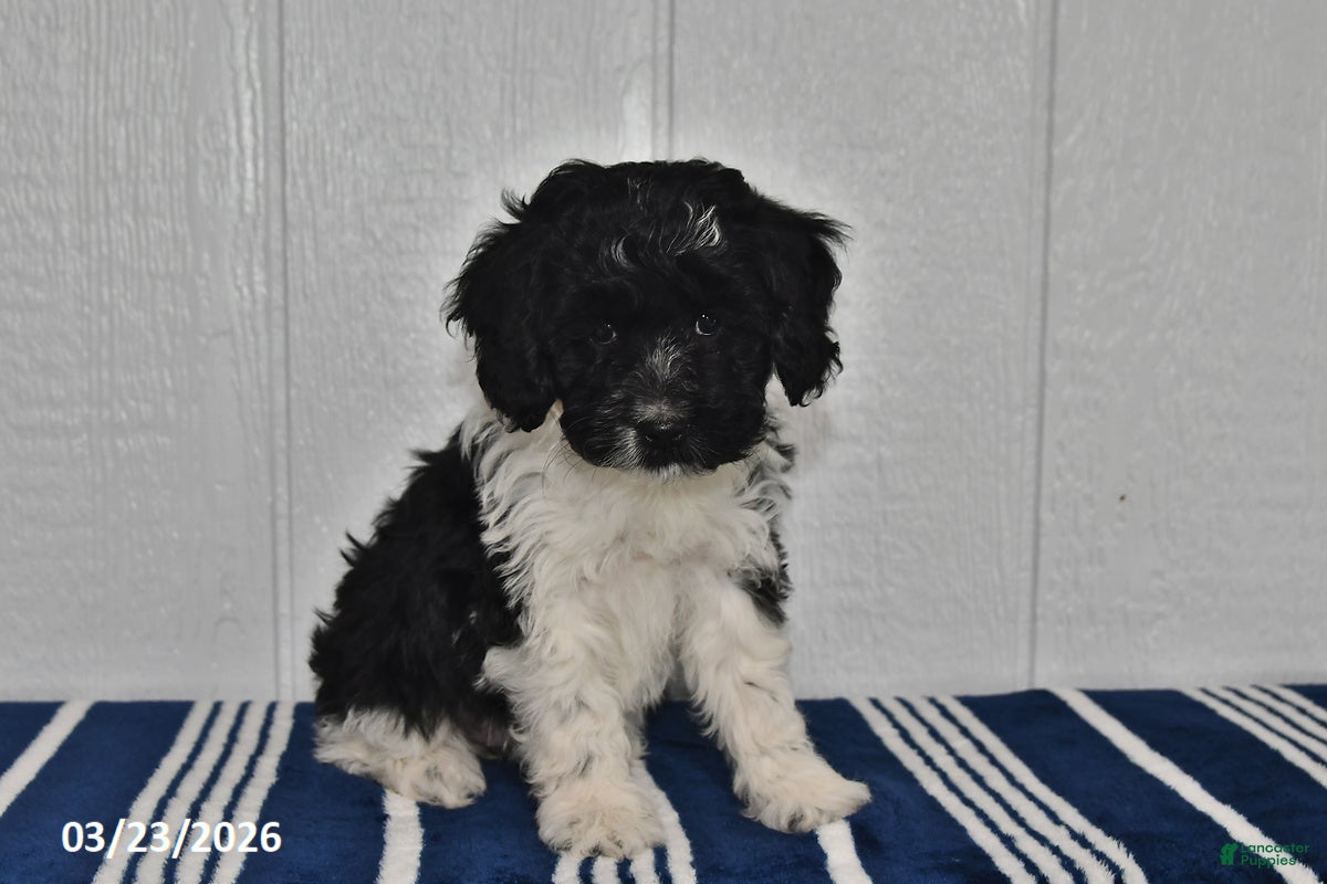 Cockapoo dogs Mia - Ad 1