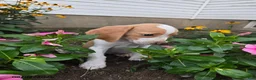 Beagle dogs for sale: Primrose - Ad 4