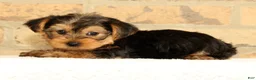 Yorkshire Terrier dogs for sale: Bo - Ad 10