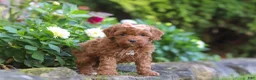 Cockapoo dogs for sale: Willow - Ad 4