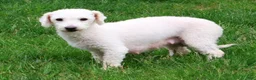Bichpoo dogs for sale: Gander - Ad 10