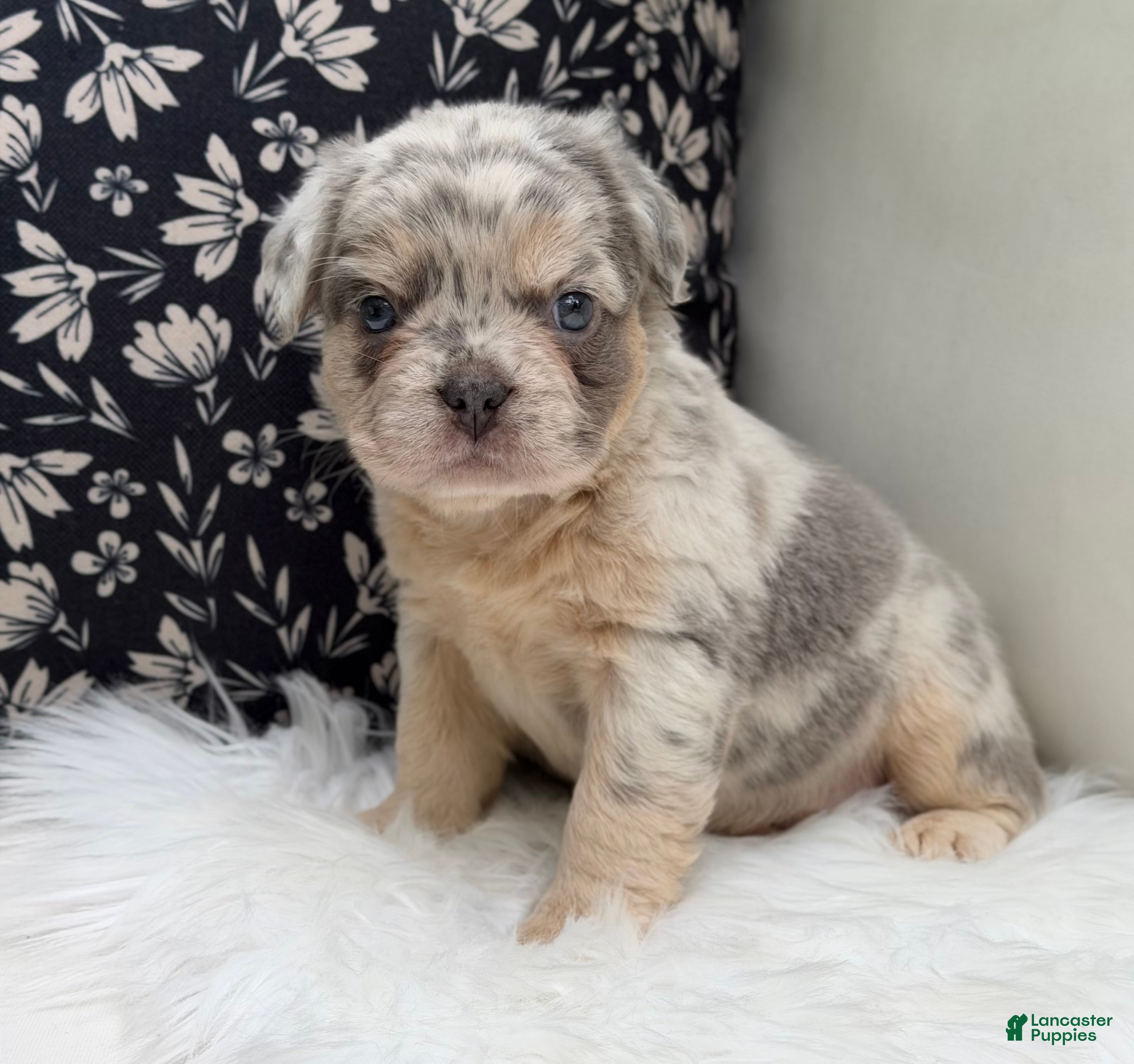 French Bulldog dogs Sophie - Ad 2