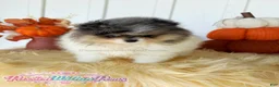 Pomeranian dogs for sale: Little Jupiter - Ad 3