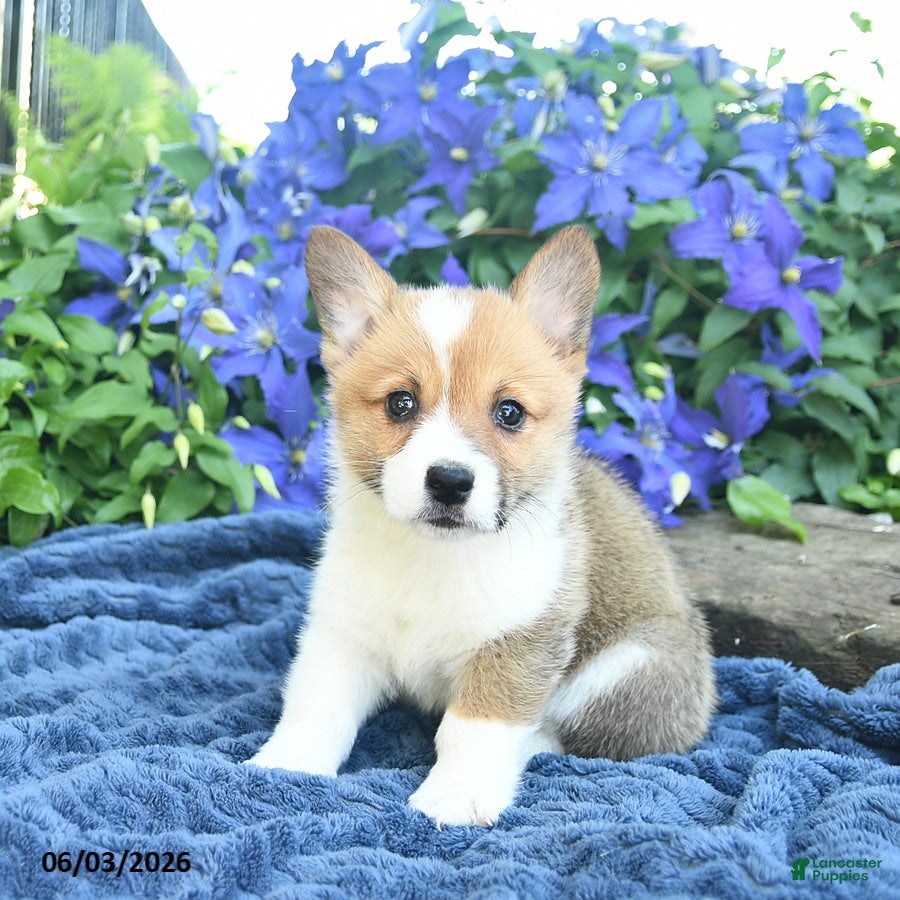 Welsh Corgi Pembroke dogs for sale: Pixie  - Ad 2