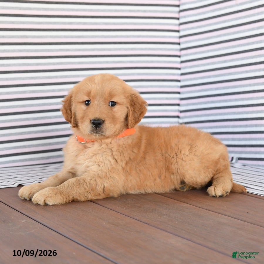 Golden Retriever dogs Fluffy - Ad 2