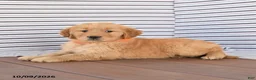 Golden Retriever dogs for sale: Fluffy - Ad 2