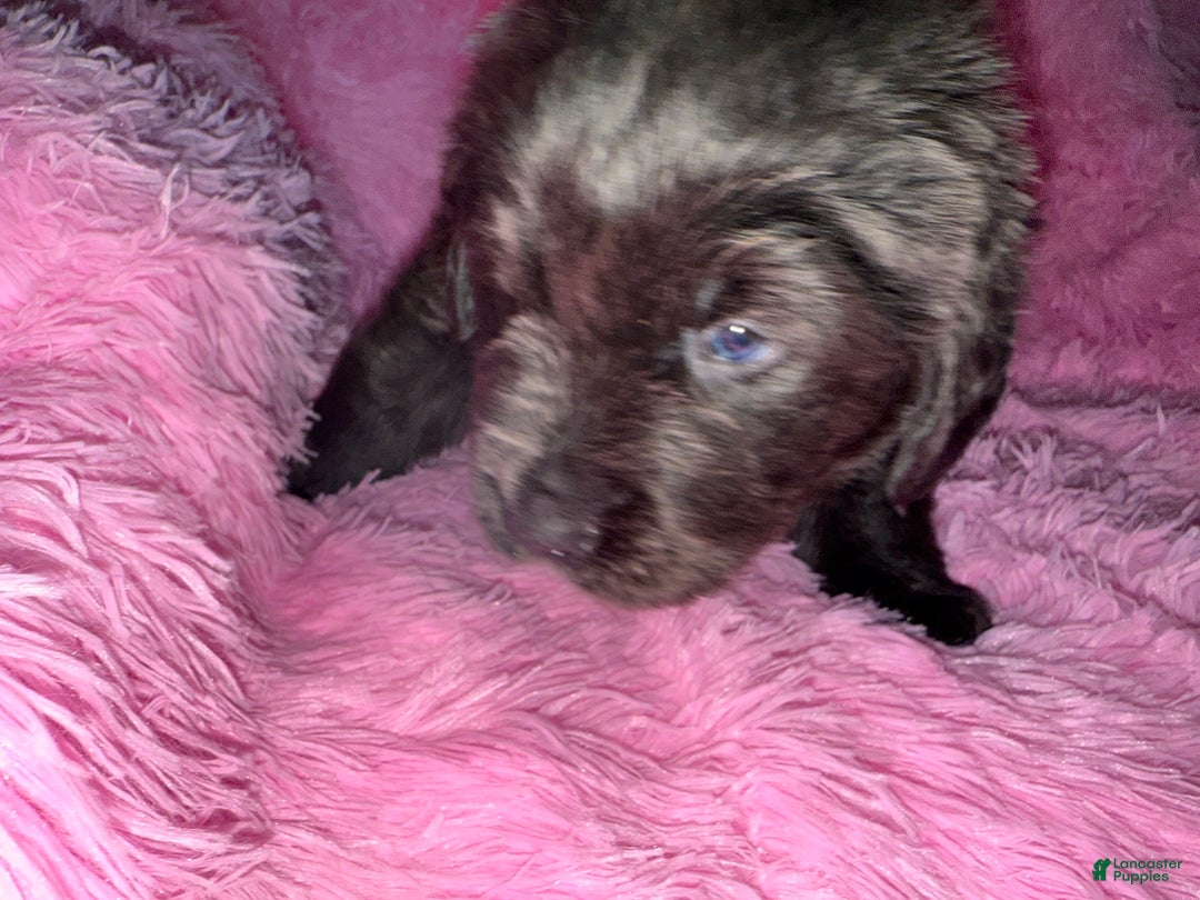 Newfoundland dogs for sale: Grey female - Ad 3