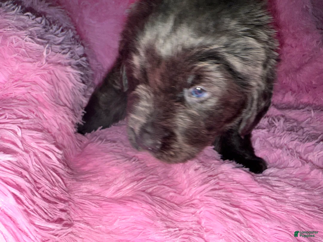 Newfoundland dogs for sale: Grey female - Ad 4