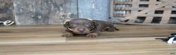 Miniature Dachshund dogs for sale: Brenna - Ad 5